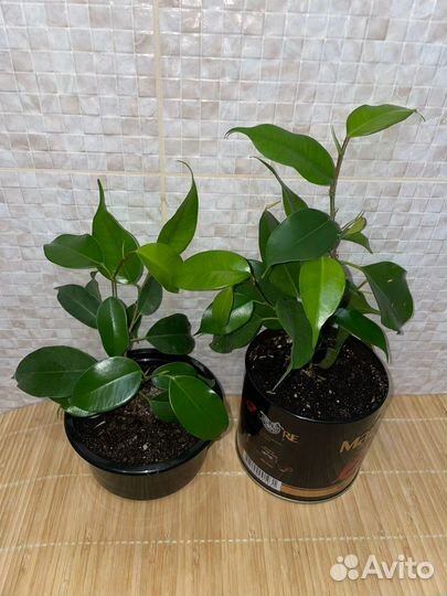 Фикусы Бенджамина