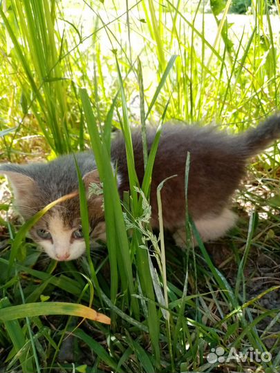 Котенок бесплатно