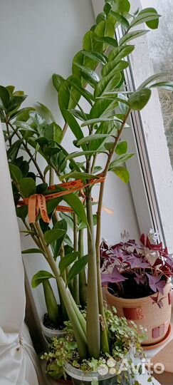 Замиокулькас