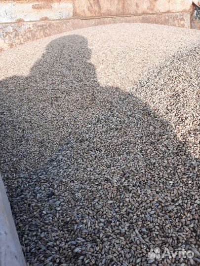 Зерно пшеница сухая