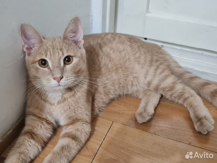 Рыжий котик в добрые руки