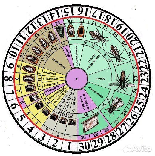 Пчелосемьи