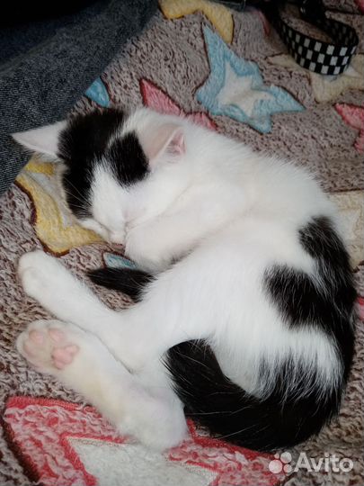 Котик в добрые руки