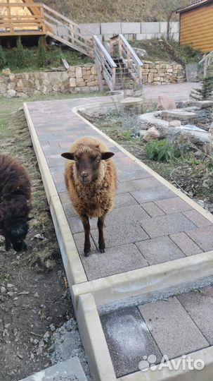 В гости к альпакам: воспоминания на всю жизнь