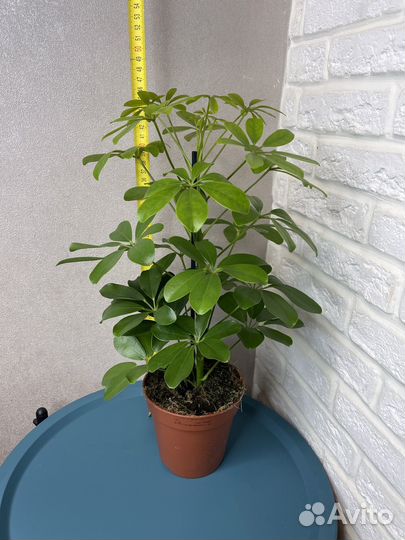 Комнатные цветы шефлера