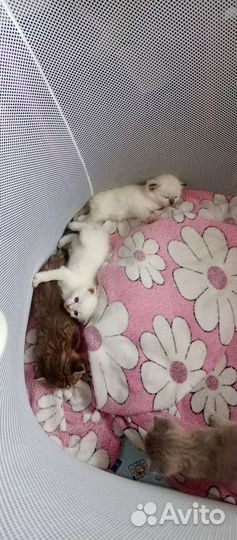 Британские котята