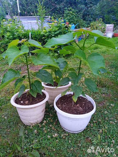 Катальпа (гибрид),Робиния розовая, Павловния