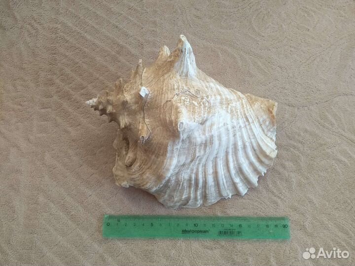 Большая морская раковина