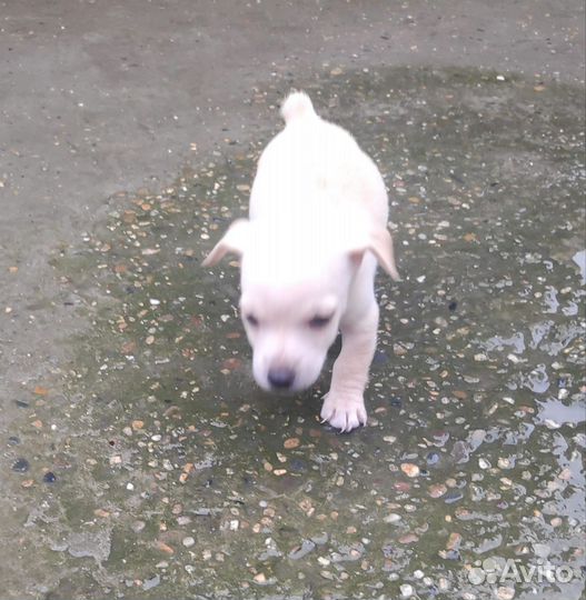 Собака в добрые руки отдам бесплатно