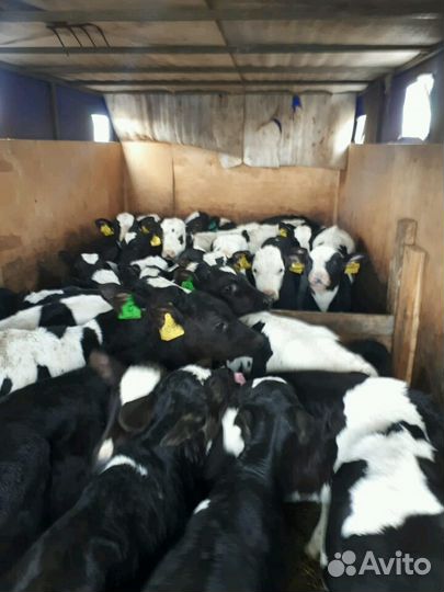 Бычки в наличии от 1 месяца