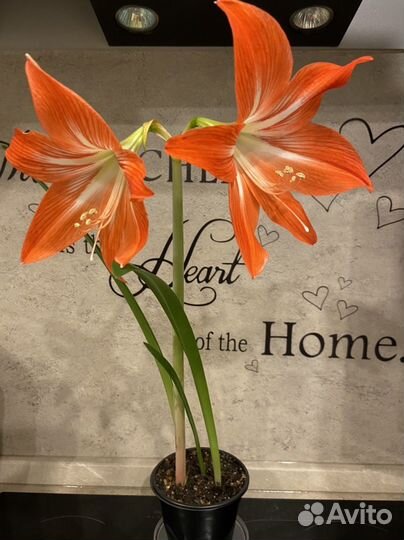 Комнатные цветы, разные