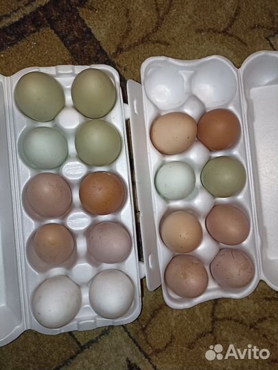 Домашние куриные яйца