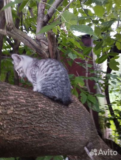 Шотландская