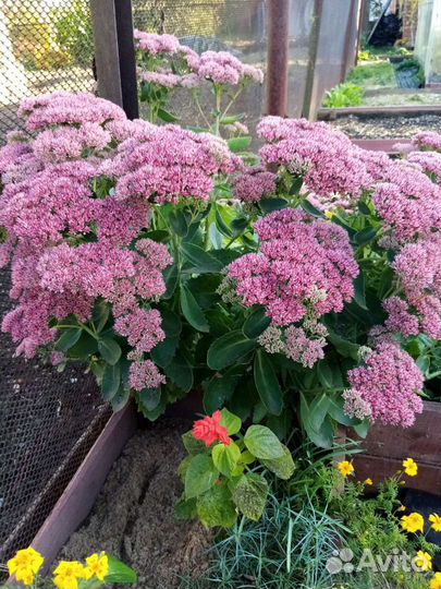 Цветы многолетние