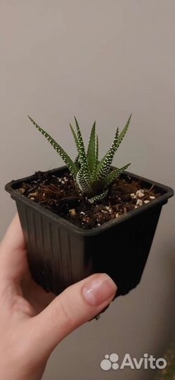 Суккулент Хавортия полосатая (фасциата)