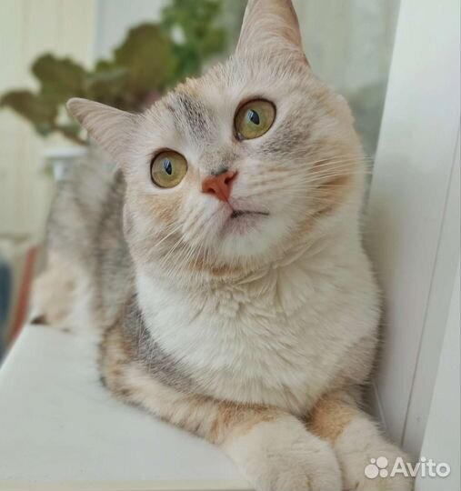 Кошечка в добрые руки