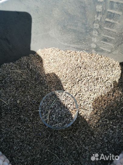 Семена моркови