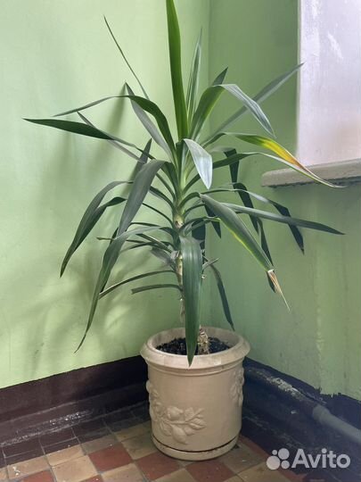Юкка взрослая в горшке