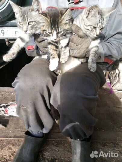 Котята в добрые руки