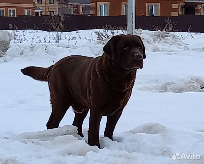 Вязка лабрадора ретривера