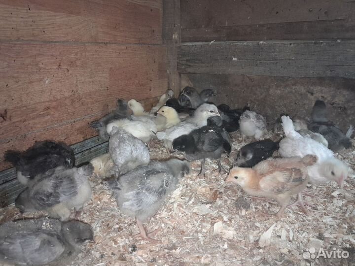 Цыплята домашний микс