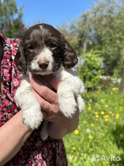 Русский охотничий спаниель щенки