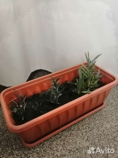 Суккуленты набор