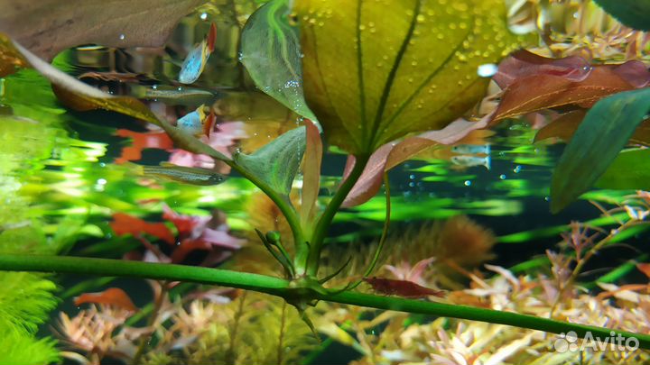Аквариумные растения