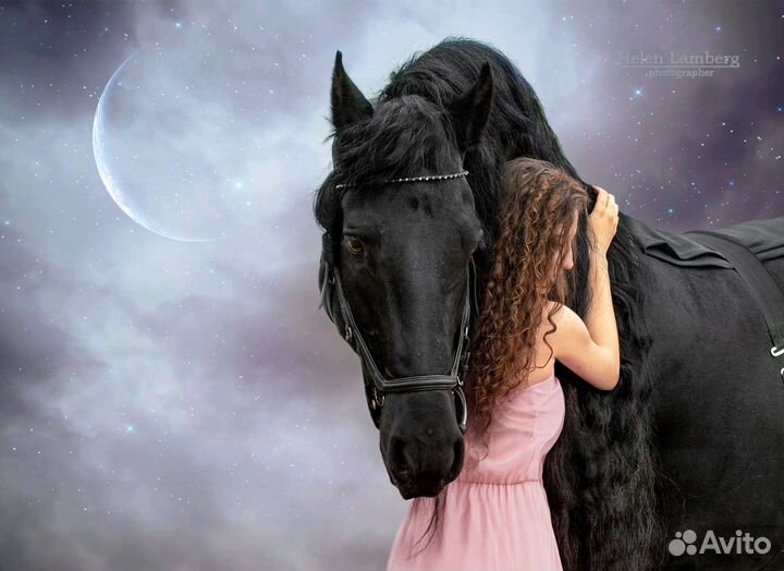 Крутые фотосессии с лошадьми Спб, сертификаты