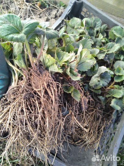 Рассада клубники