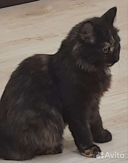 Кошка 7 месяцев стерелизована