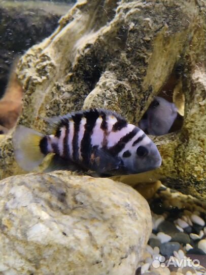 Цихлазома чернополосая