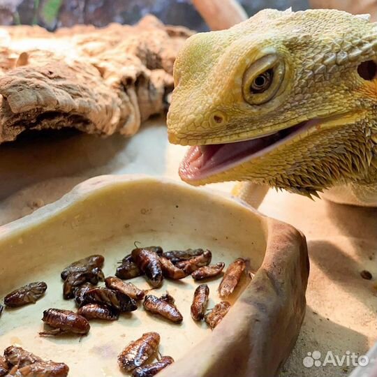 Сверчки, тараканы, зофобас, кормовые насекомые