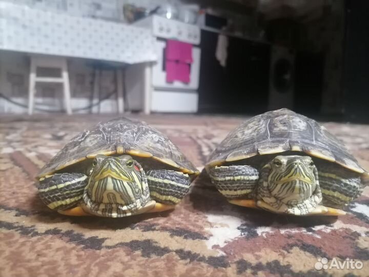 Черепахи водные