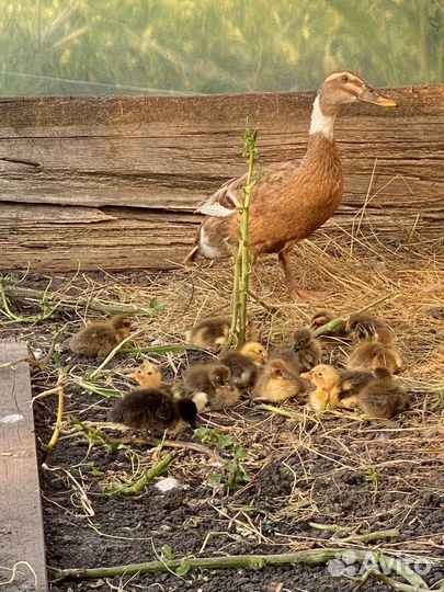 Утки индийский бегунок