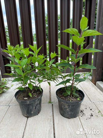 Гортензия метельчатая