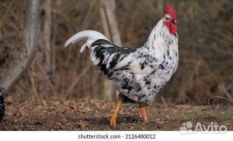 Куры петухи