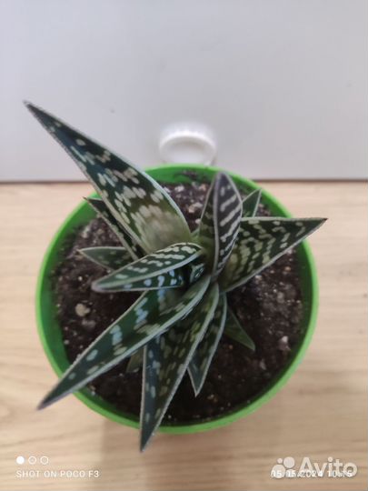 Алоэ Вариегата Пестрое Тигровое Aloe Variegata