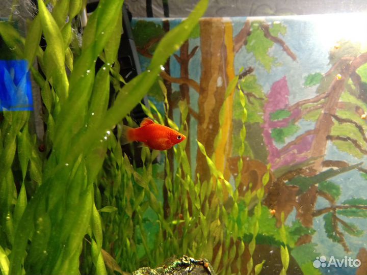 Пецилия красная (уход как за гуппи), роголистник