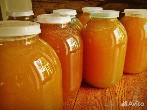 Мед диких пчел