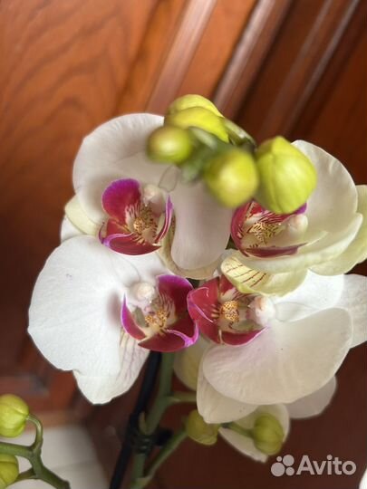 Редкие орхидеи мультифлора