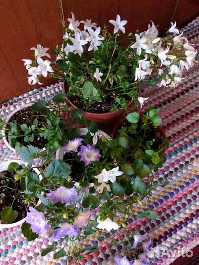 Кампанула биколор махровая, папоротники