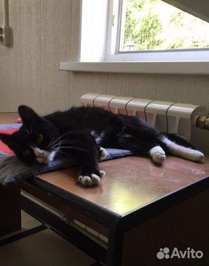 Ласковая кошечка, возраст 6 мес в добрые руки