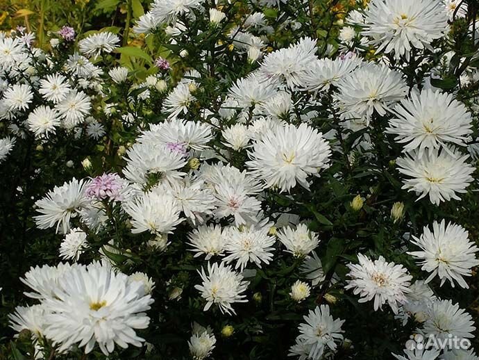 Разные сентябринки