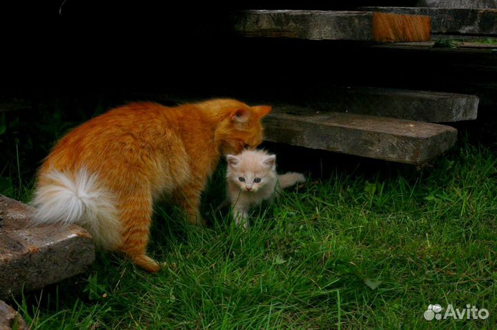 Котята от кошки крысоловки