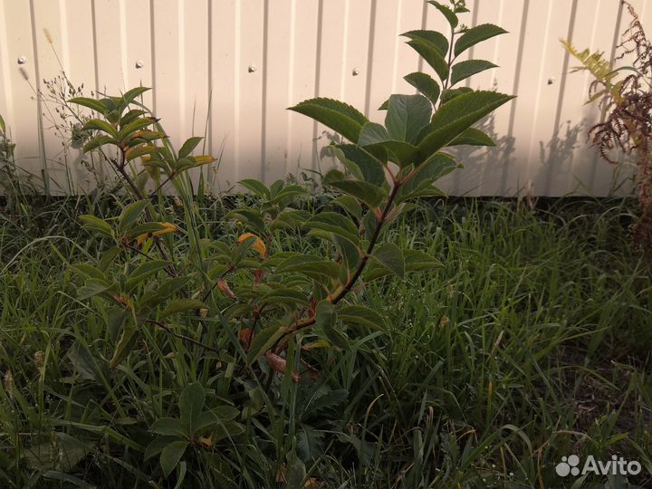 Гортензия ванилла фрейз