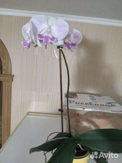 Орхидея фаленопсис биг лип сортовая