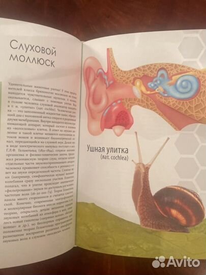 Анатомия и биохимия человека - за 60 секунд