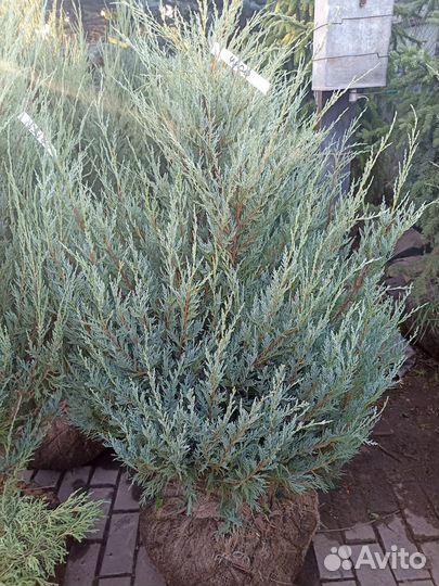 Можжевельник скальный