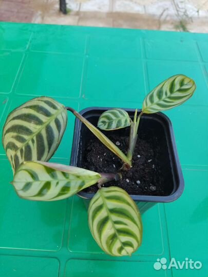 Спатифиллум